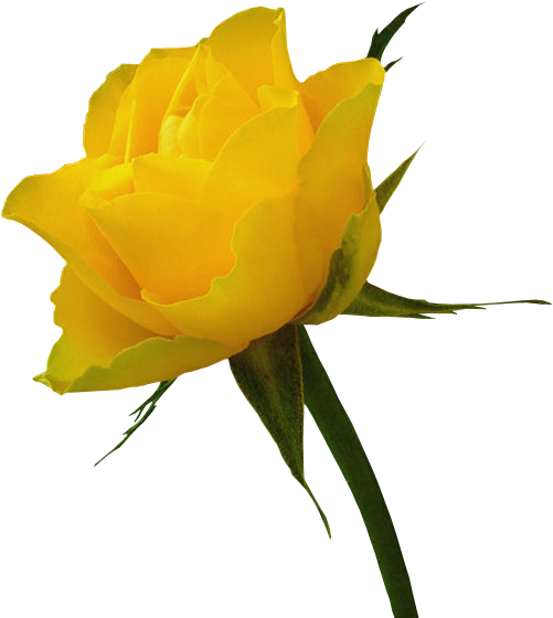 Yellow Rose Clip Art Free - Red Rose And Yellow Rose (521x569)