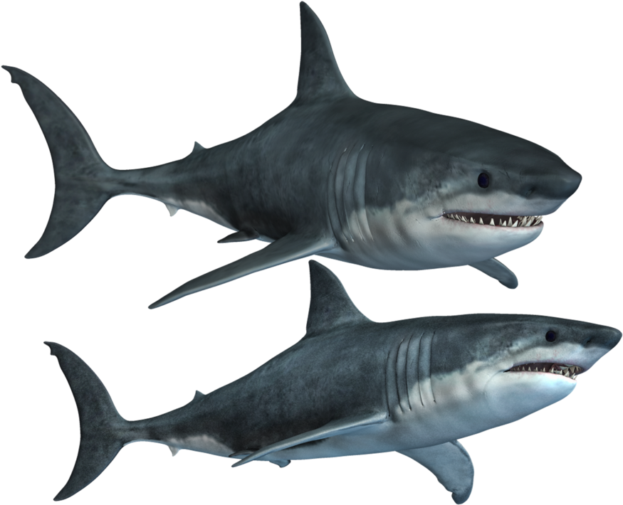 Shark Png Transparent Images Png All - Shark Png (1024x724)