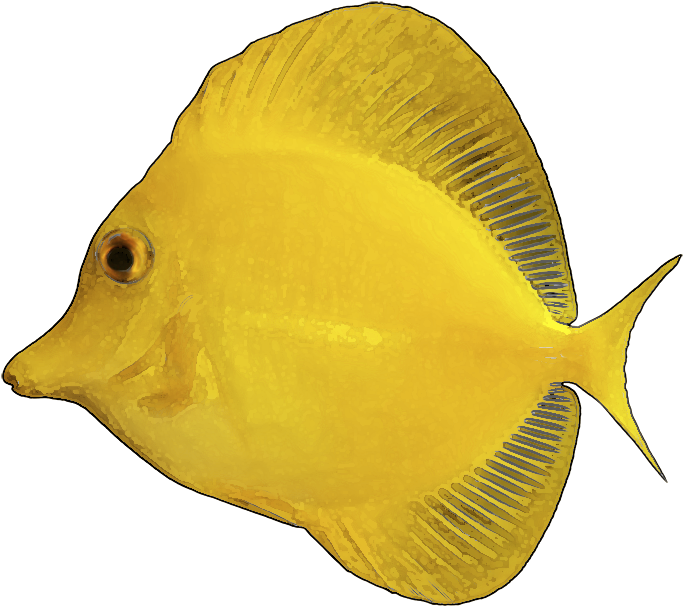 Tropical Fish Clipart Yellow Fish - Yellow Tang White Background (750x619)