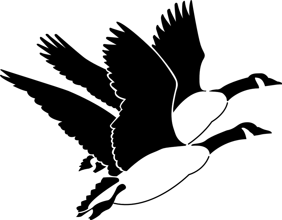 Geese Clip Art - Moose Cree First Nation (920x720)