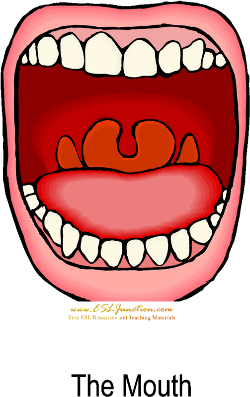 Free Mouth Clipart The Cliparts - Digestive System Cartoon Mouth (574x800)