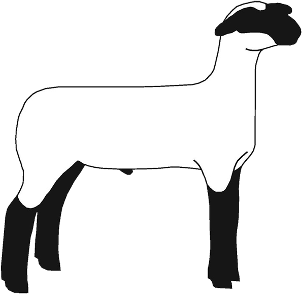 Lamb Clipart - Show Sheep Silhouette (620x600)