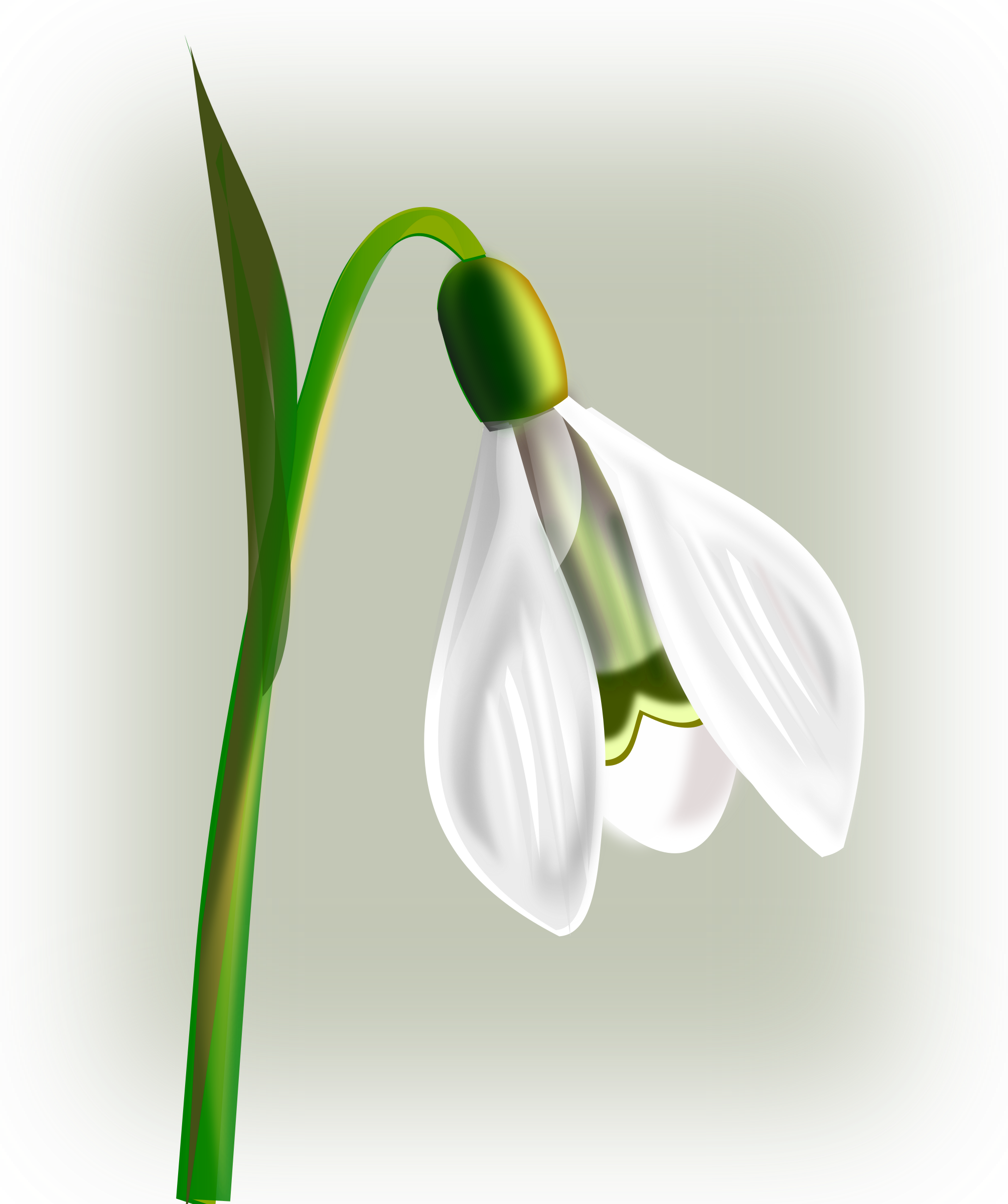 Big Image - Snowdrop Clipart (2009x2400)