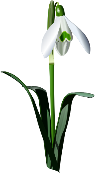 Medium Image - Snowdrop Png (535x800)
