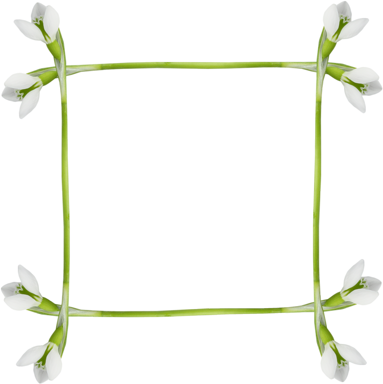 Snowdrops Frames - March 8 (794x800)