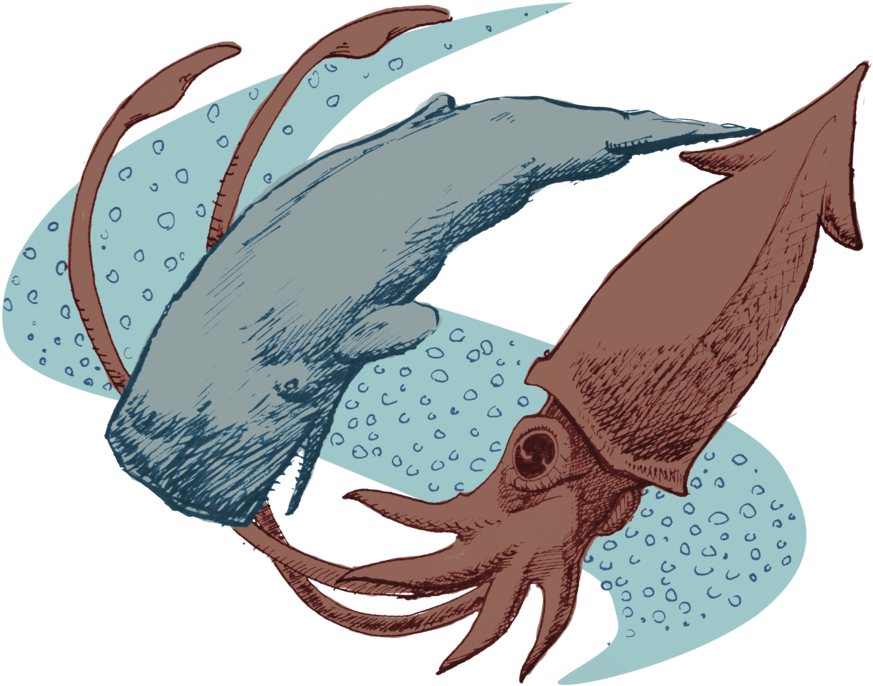 Sperm Whale And Giant Squid Fighting By Symbolsofperfection - Giant Squid Vs Sperm Whale (1019x785)