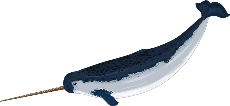 Narwhal Image - Narwhal Clipart Png (800x379)