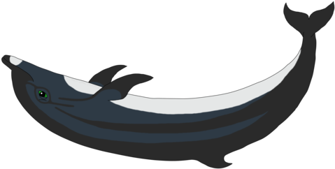 Whale Dolphin Oc Darkling Welcomes You - Whale Dolphin Oc Darkling Welcomes You (488x250)