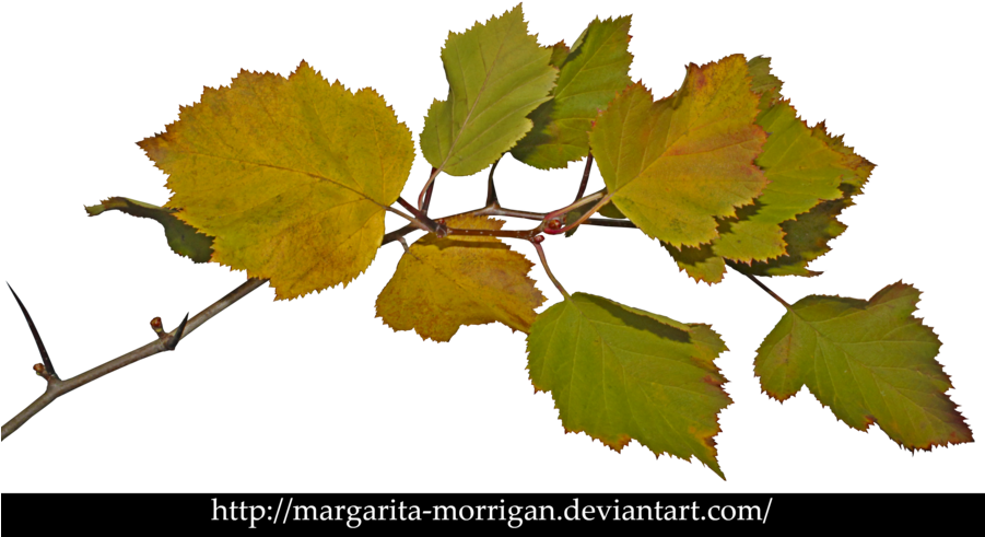 Autumn Branch By Margarita-morrigan - Autumn (900x503)