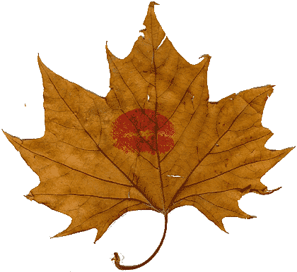 Maple Leaf (420x386)