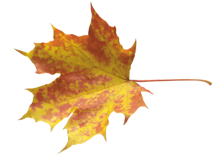 Free Png Autumn Leaves Png Images Transparent - Осенние Листья Картинки (850x619)