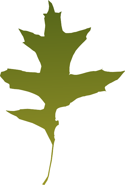 Foliage, Autumn, Leaf, Nature, Tree, Green, Dry - Green Oak Leaf Vector (432x640)