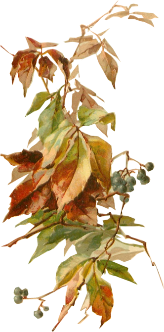 C Klein Elderberries In Autumn 1904 Tuckdb Org - Transparent Autumn Png (337x678)