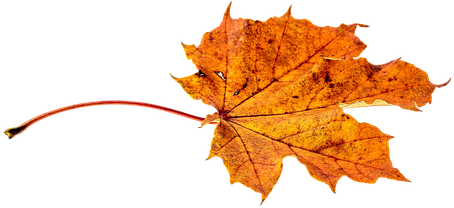 Autumn Leaves Leaf Transparent Fall Color - Autumn Leaf Transparent (510x340)