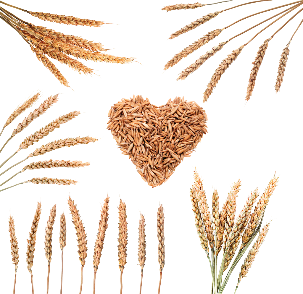 Rice Download Cereal Wheat - Wheat (1024x994)