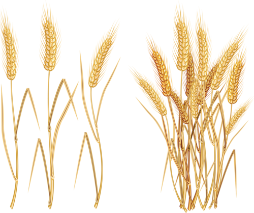 Oat Clipart Rice Plant - Wheat Png (500x418)