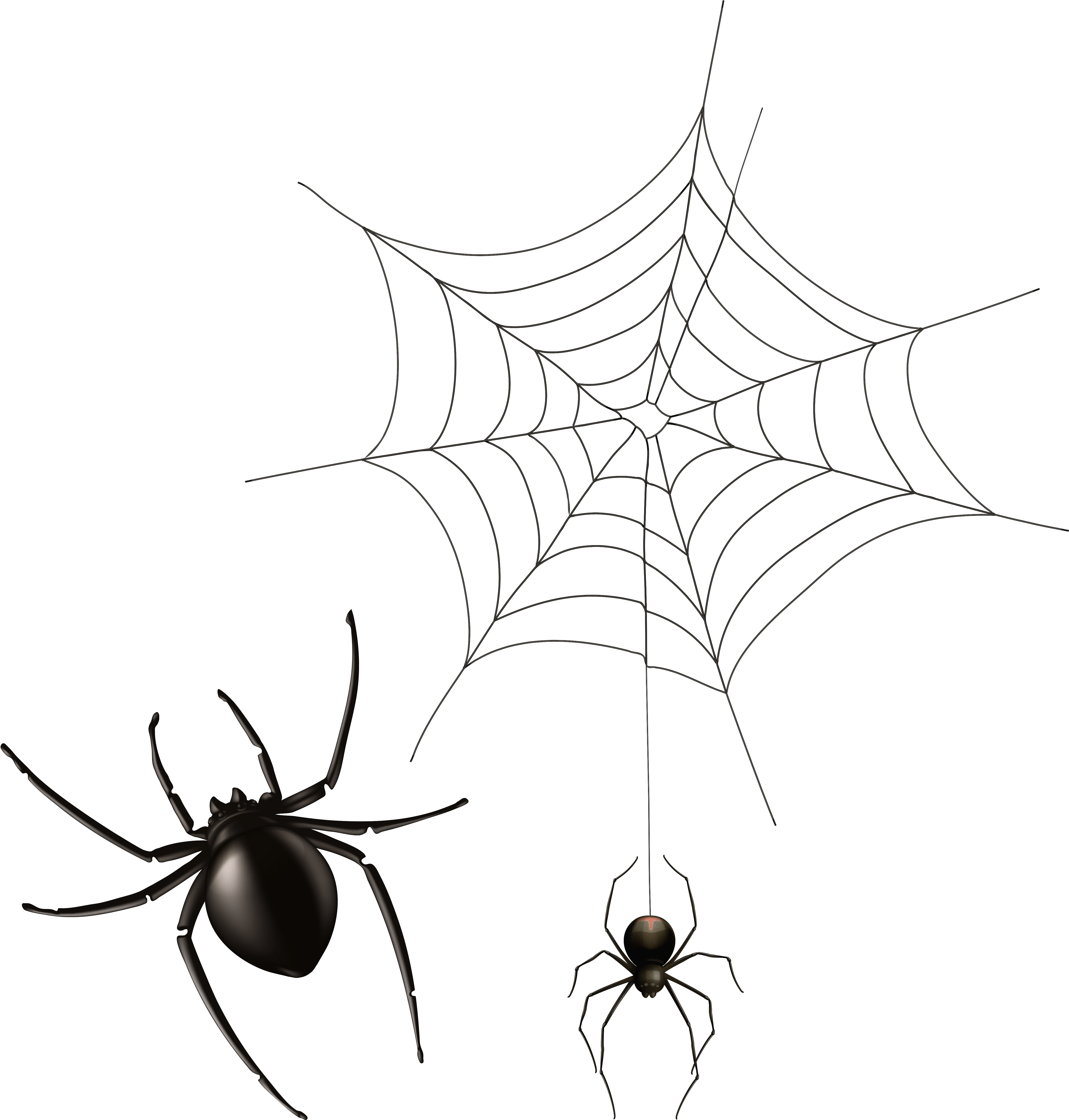 Spider And Cobweb Png Clipart Image - Spider Web (5087x5148)