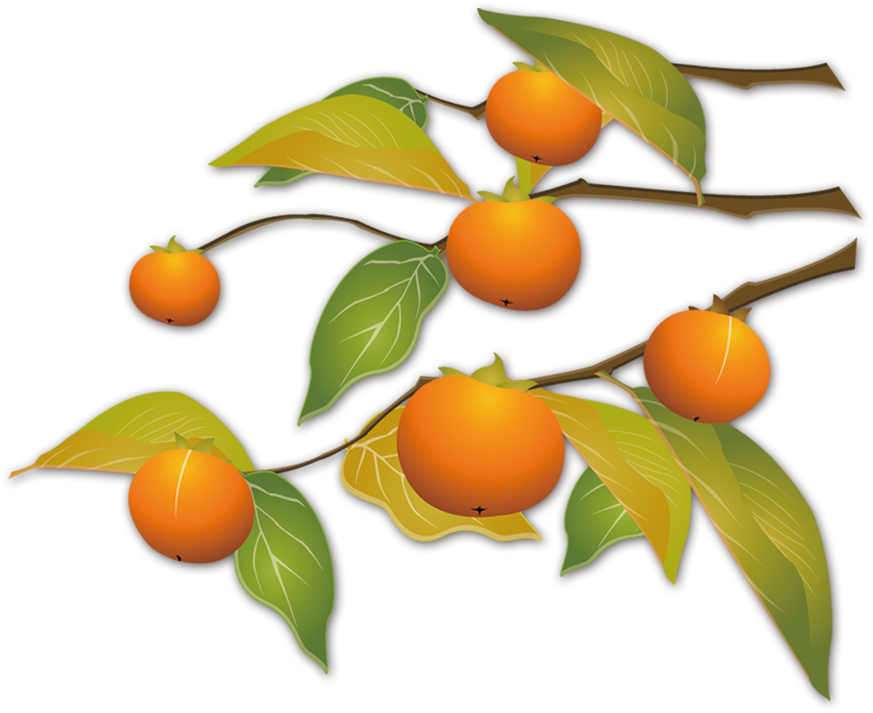 Kumquat Autumn Download - Persimmon (3543x3543)
