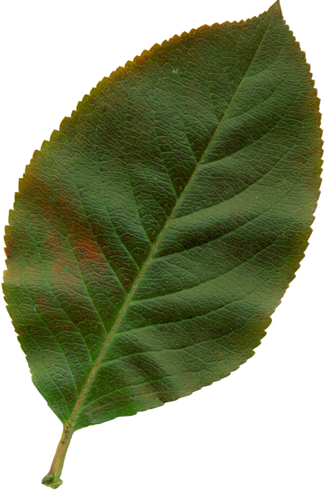 Sheet, Clipart, Nature, Leaves, Autumn, Plant - Hoja De Rosa Png (473x720)