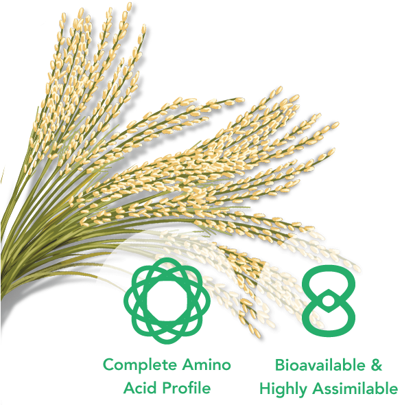 Sprouted Brown Rice - Germinated Brown Rice (600x600)