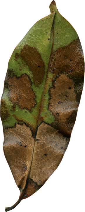 Magnolia Leaf, Fall, Autumn, Season, Nature, Natural - Autumn (291x720)