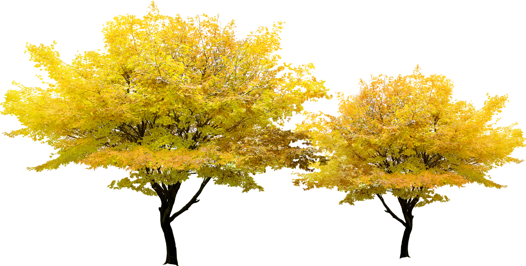 Tree Yellow Pixel - Japanese Maple Png (2138x1130)