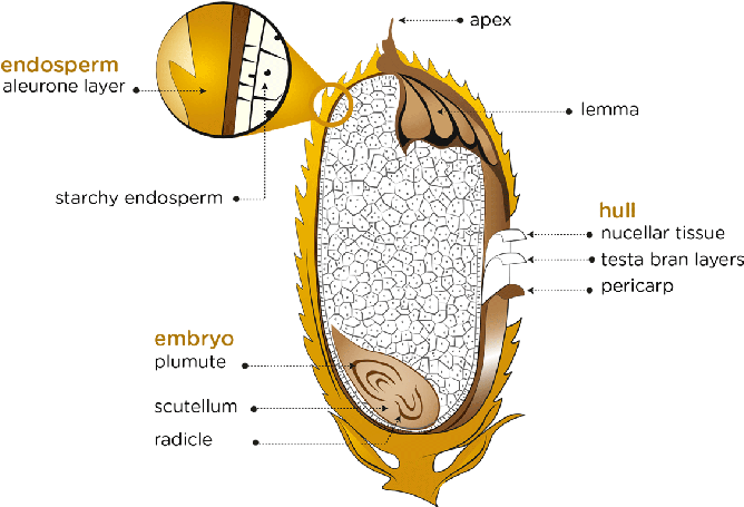 Anatomy Of Rice - Diagram - (700x493) Png Clipart Download
