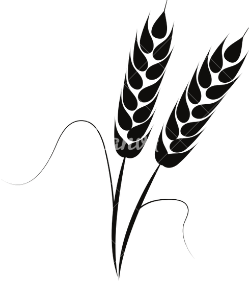 Illustration Of Wheat Ears - Wheat (489x550)
