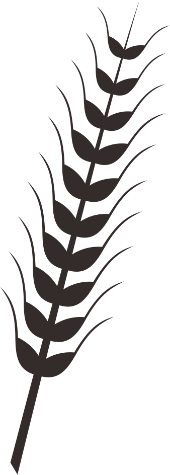 Wheat Rice Drawing Clip Art - Rice Plants Drawing Png (338x944)