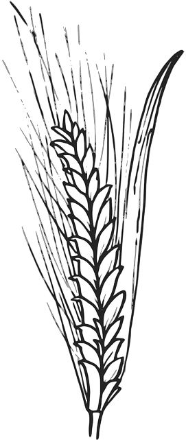 Grain, Corn, Wheat, Barley, Biology, Plant - Outline Of Wheat (320x640)