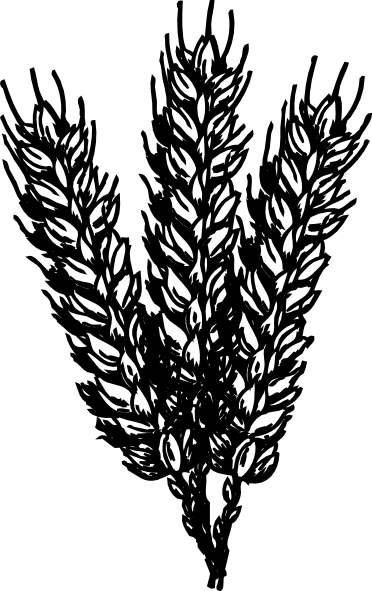 28 Collection Of Wheat Clipart Black And White Png - Wheat Black And White Png (372x591)