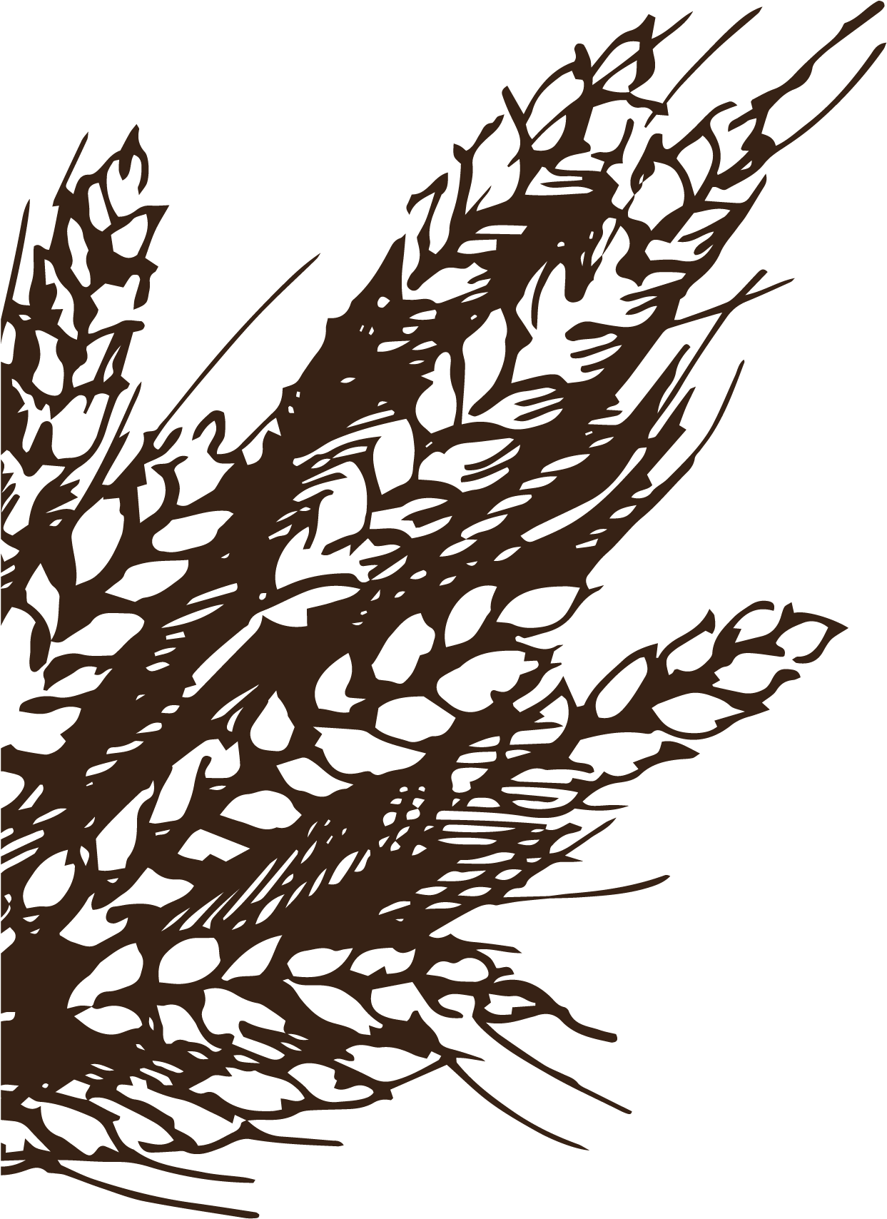 Bakery Wheat Drawing Illustration - Wheat Vintage (1509x2001)