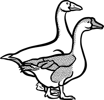 Animal Farm Geese Goose Tier Animal Geese - Clipart Black And White Geese (355x340)