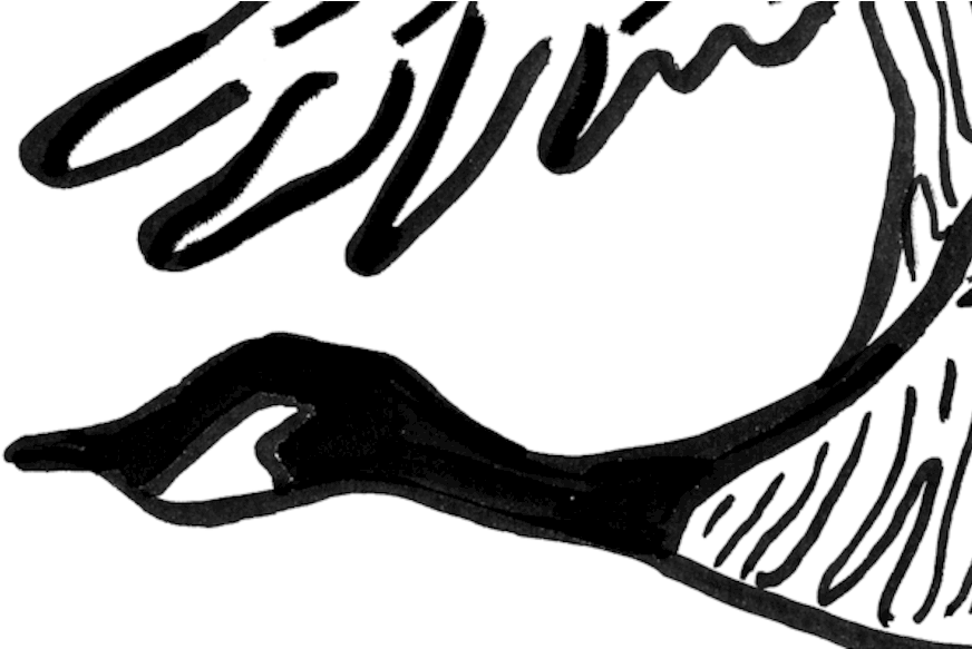Wild Geese - Illustration (900x582)