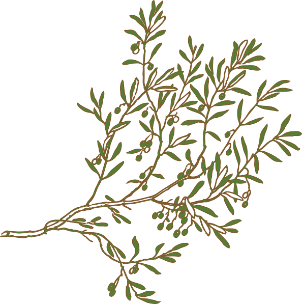 Free Olive Branch Clip Art (594x597)