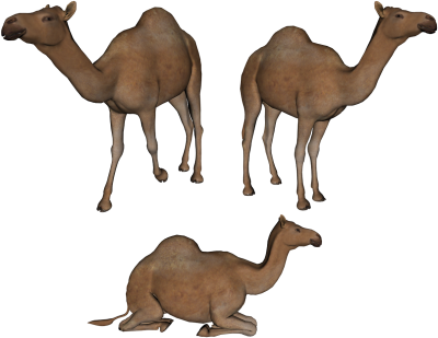 Camels Gallery - Camels Clipart Png (1208x934)