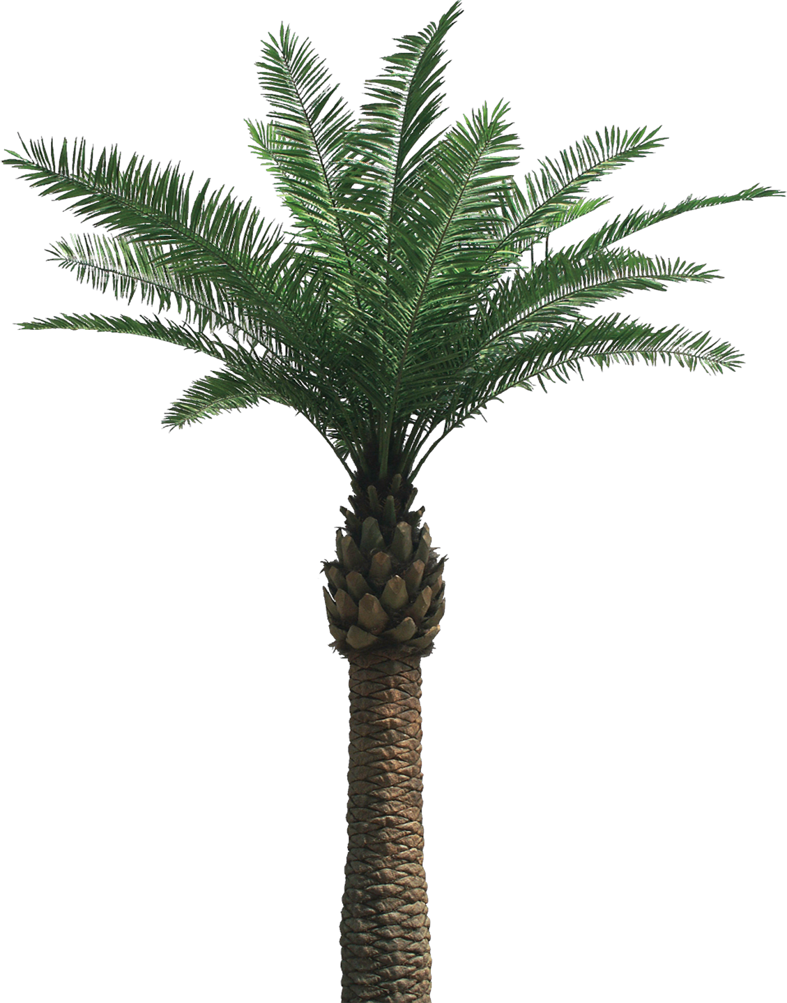 One Palm Tree Png Image - Date Palm Png (1129x1438)