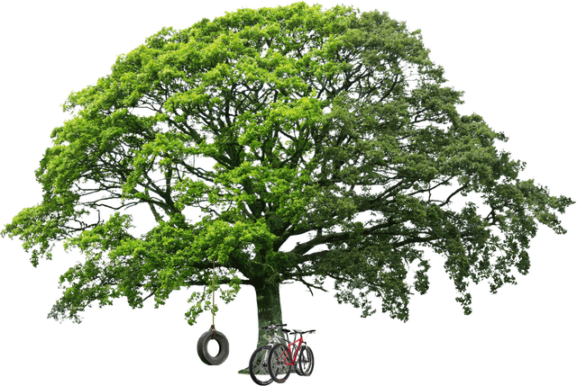 Clip-art Yellow Tree Png Image - Tim Crouch's An Oak Tree (640x429)