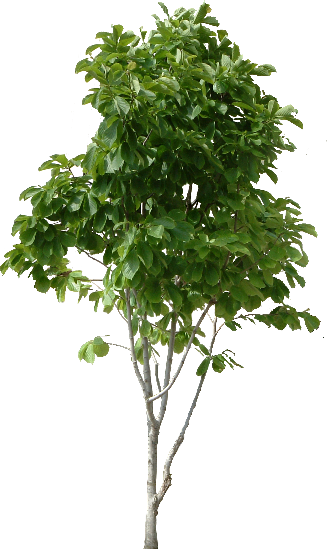 Pictures Tree Free Clipart Image - Tree Png High Resolution (1390x2300)