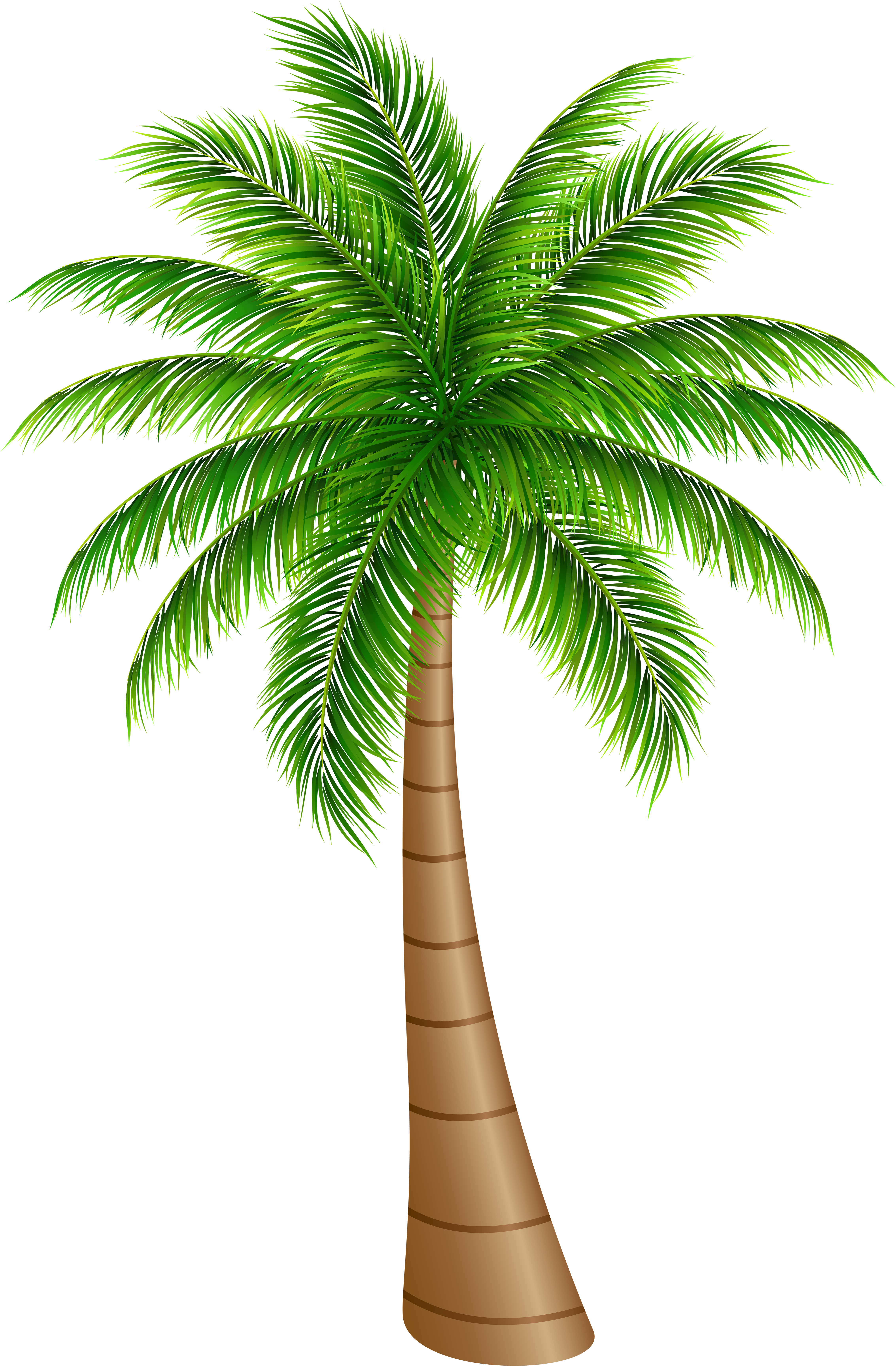 Palm Clipart Palm Tree Large Png Clip Art Image Pinteres - Clip Art Palm Tree (4591x7000)