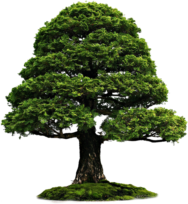 Bonsai Png (1024x768)