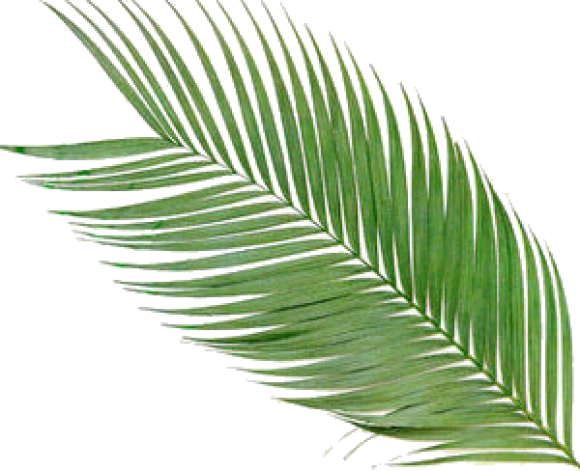 Palm Sunday Clip Art Welcome Download - Areca Palm (580x471)