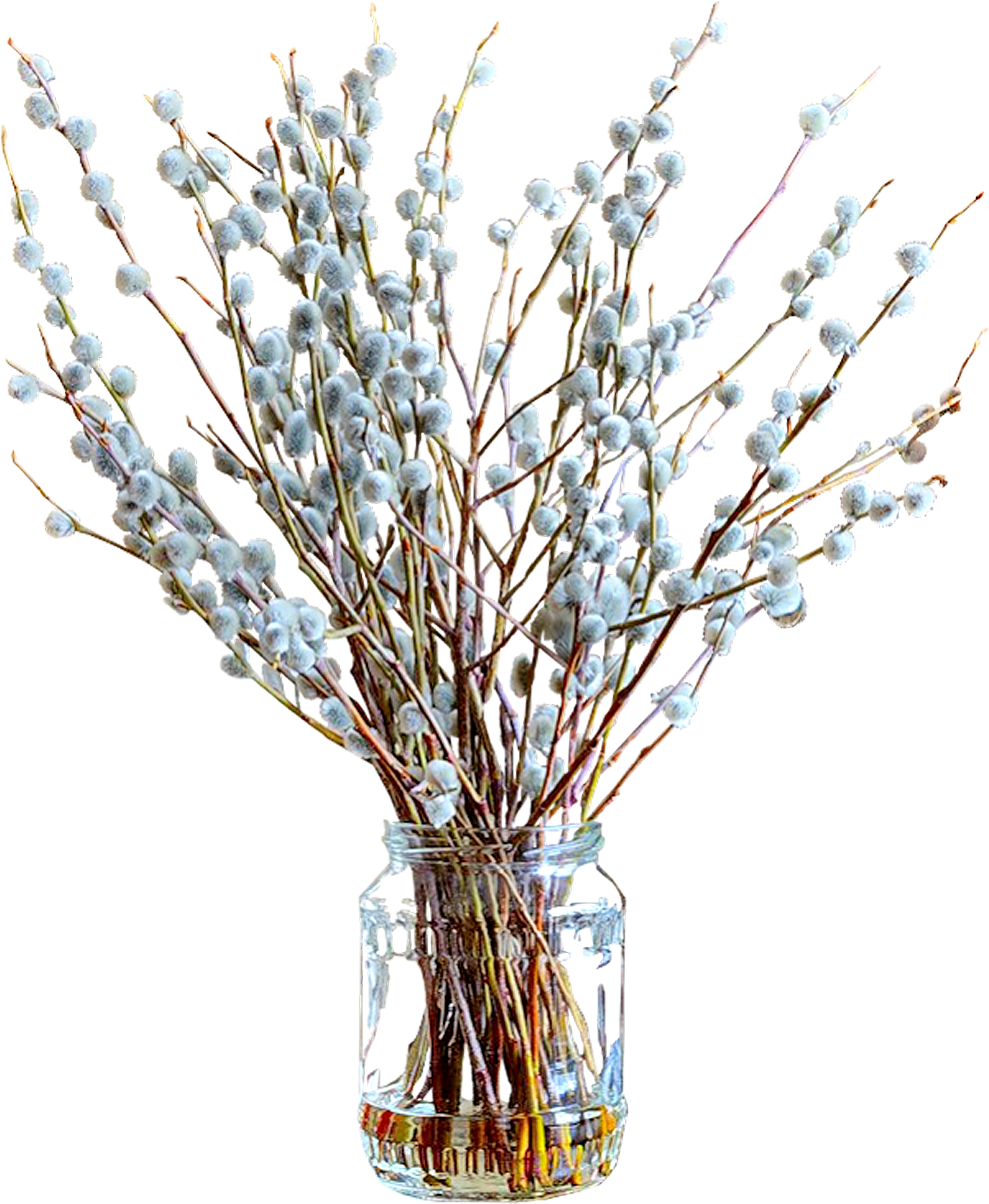 Salix Alba Palm Sunday Tulip Daphne Willow Clip Art - Salix Alba Palm Sunday Tulip Daphne Willow Clip Art (2362x2862)