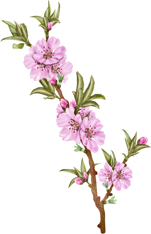 Vector Flowers, Almond - Cherry Blossom (518x798)