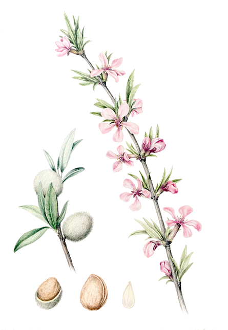 Hairy Aster (472x760)