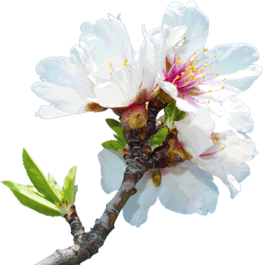Tree Nut Nirvana - Almond Tree Flower Png (377x380)