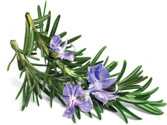 Benzyl Alcohol - Avalon Organics - Conditioner Volumizing Rosemary - (600x600)