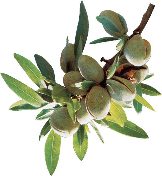 Buyers - Almonds On Branch (560x611)