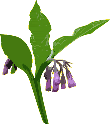 Comfrey Infused Almond Oil - Symphytum Officinale Png (445x500)