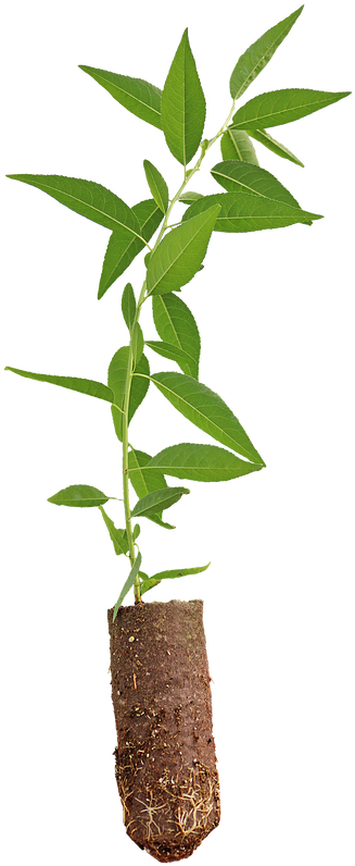 Hybrid Almond Rootstocks - Houseplant (561x844)